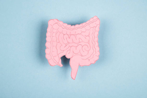 istock Human intestine made of paper 1370911382