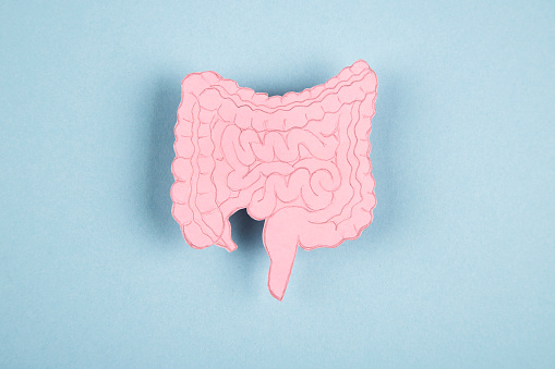 Human intestine made of paper isolated on blue background