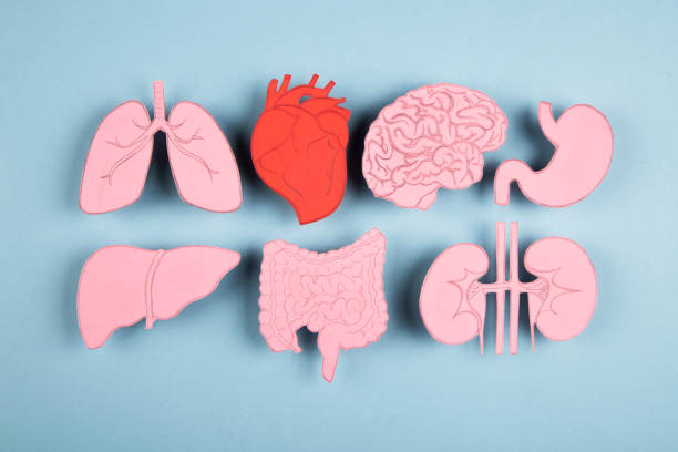 Human internal organs made of paper isolated on blue background