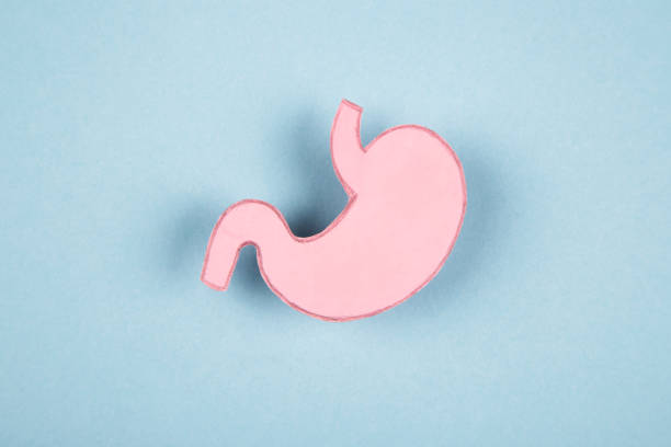 istock Human stomach made of paper 1370911608
