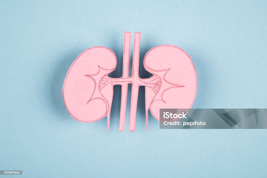 Human kidney made of paper Human kidney made of paper isolated on blue background Kidney - Organ Stock Photo