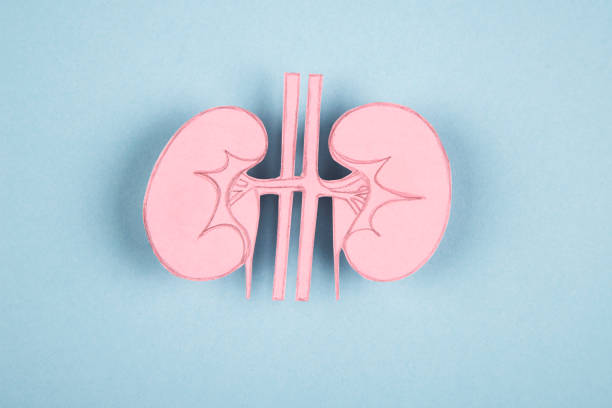 Human kidney made of paper stock photo