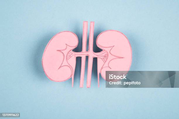 Human Kidney Made Of Paper Stock Photo - Download Image Now - Kidney - Organ, Healthcare And Medicine, Human Kidney