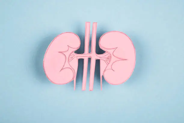 Human kidney made of paper isolated on blue background