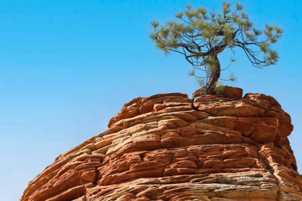 lone pinyon pine tree atop a sandstone rock formation (Zion National Park, Utah).