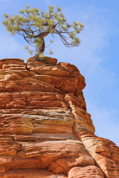 lone pinyon pine tree atop a sandstone rock formation (Zion National Park, Utah).