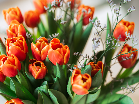 Red orange tulips indoors on kitchen table \nClose up of blooming tulips in natural light