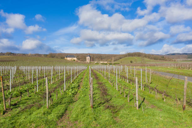 istock Vineyards in the Rheingau / Germany from above in spring 1370915387