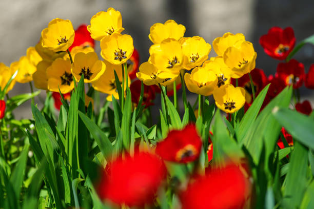 Flower bed in the park. Kyiv