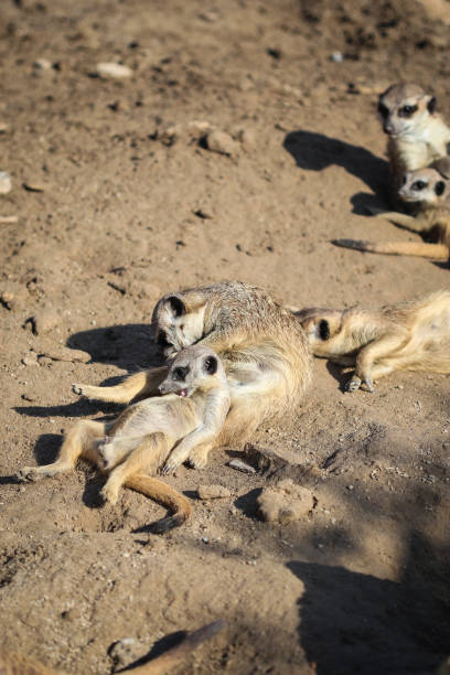 istock Meerkats family on relax 1370920159
