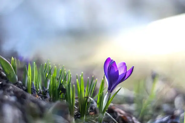 Photo of Spring purple crocus flower. First crocuses, bokeh background