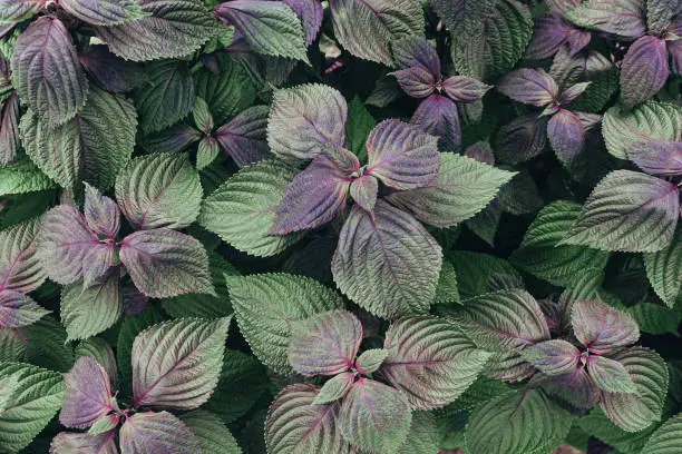 Perilla frutescens leaves close up as a beautiful nature background. Organic food ingredient. Selective focus