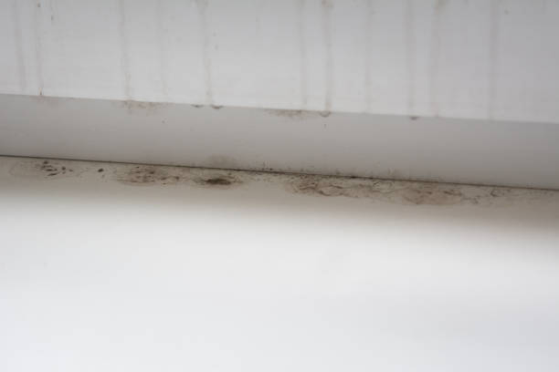 istock Poor quality windows. Due to poor ventilation, poor-quality installation of plastic windows caused the appearance of black fungus on the windows and window sills. Mold is a health hazard. 1370921220