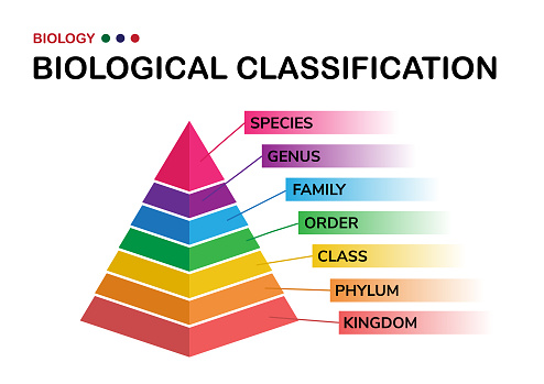 biology diagram show biological classification of living organism from kingdom to species