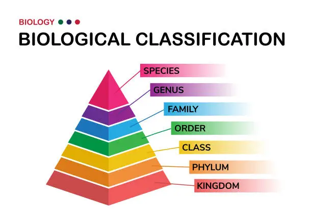 Vector illustration of biology diagram show biological classification of living organism from kingdom to species