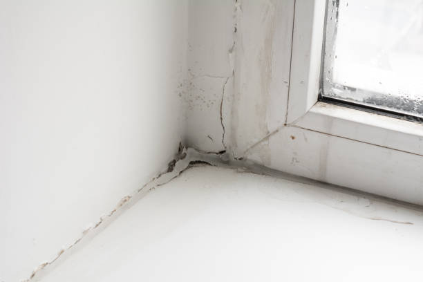 istock Poor quality windows. Due to poor ventilation, poor-quality installation of plastic windows caused the appearance of black fungus on the windows and window sills. Mold is a health hazard. 1370921267