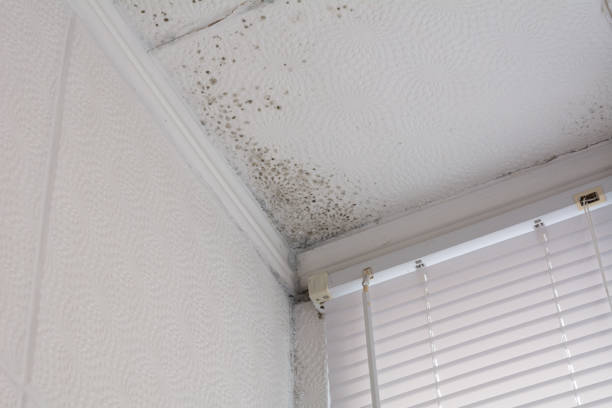 istock Poor quality windows. Due to poor ventilation, poor-quality installation of plastic windows caused the appearance of black fungus on the walls and ceiling. Mold is a health hazard. 1370921288