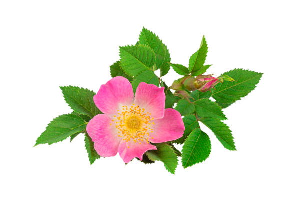 rosa silvestre con flores simples, no dobles, aisladas sobre fondo blanco. - rosa salvaje fotografías e imágenes de stock