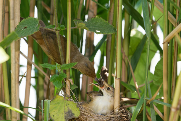 istock male reed warbler feeding the female in brooding 1370925331