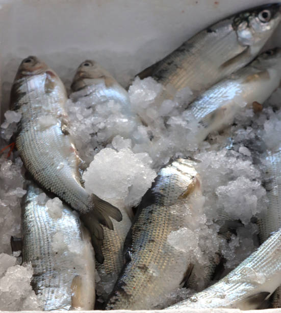 istock container with frozen sea fish container with frozen sea fish 1370925871