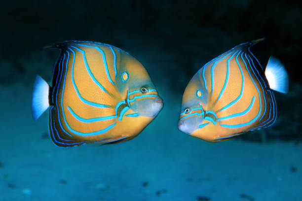Blue ring angelfish Pomacanthus annularis. Marine fish.