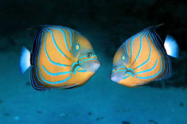 peixe-anjo do anel azul pomacanthus annularis. peixes marinhos. - 5440 - fotografias e filmes do acervo