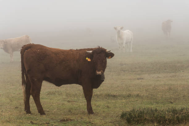 istock Brown-haired calf in the fog 1370926990