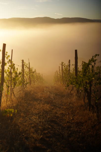 istock Misty dawn in the vineyard 1370929428