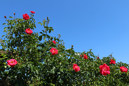 Red climbing rose.