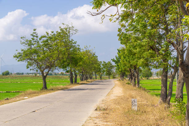 paysage naturel paisible à phan rang, vietnam. éoliennes dans la rizière et la route de campagne avec de nombreux arbres pendant l’été. - phan rang photos et images de collection