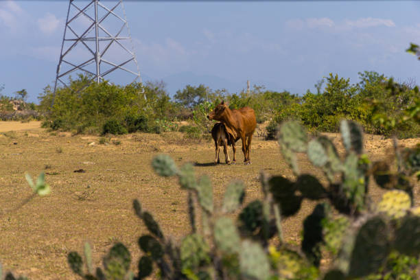 Three cows look at camera from desert landscape with mountains in background.