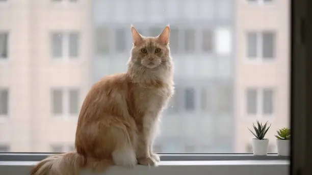 Red maine coon ginger cat sitting on windowsill. Home animal pet kitten mainecoon looking at window in a city.