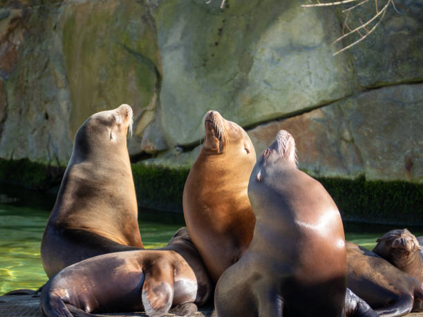 istock Sea lions bask in the sun 1370931618
