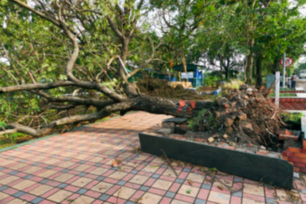 istock Blurred image of Kolkata, West Bengal, India. Super cyclone Amphan uprooted tree which fell and blocked pavement. The devastation has made many trees fall on ground. Climate change. 1370931718