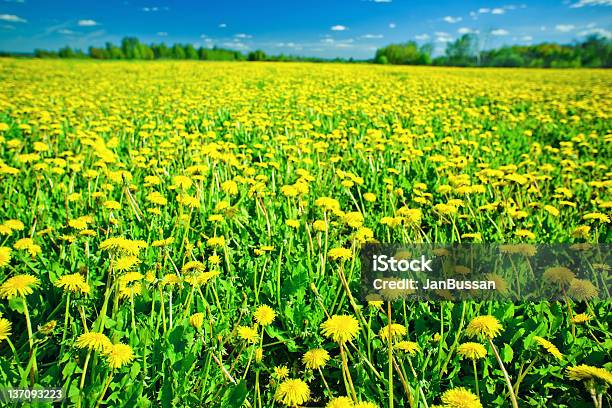 Очарование Of Summer — стоковые фотографии и другие картинки Белый - Белый, Весна, Время года