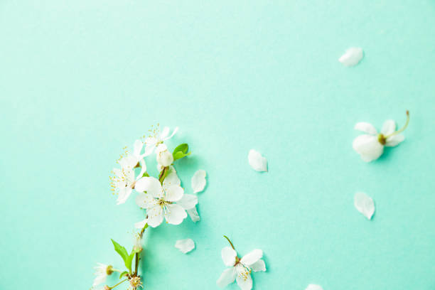 istock Spring turquoise background with cherry blossom twigs. Blue desktop. top view, frame. Copy space 1370935051