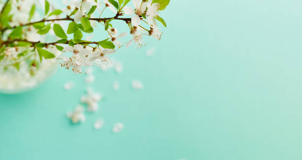 istock Spring turquoise background with cherry blossom twigs. Blue desktop. top view, frame. Copy space 1370935053