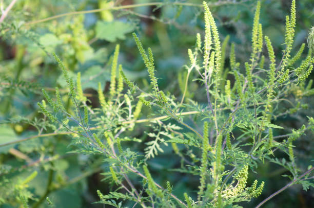 istock Annual ragweed in bloom close-up view with selective focus on foreground 1370936161