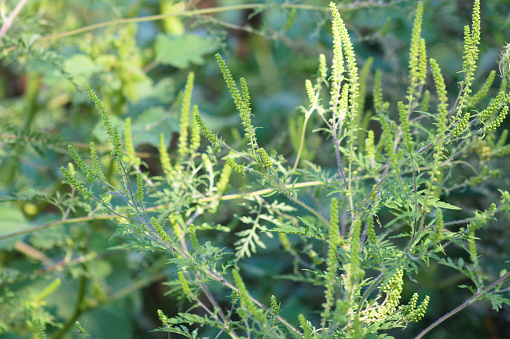 Annual ragweed in bloom close-up view with selective focus on foreground