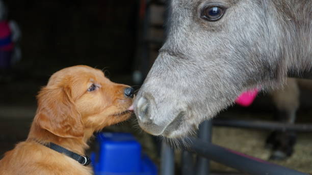 istock New Puppy Meets Mini Horse 1370936940