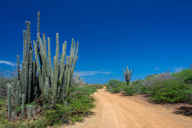 Tall cactus along a red dirt road in the Caribbean.