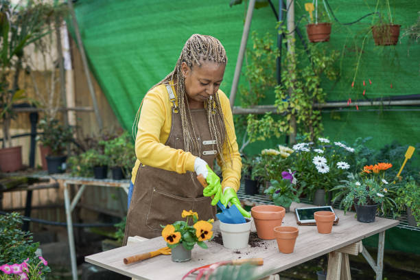 femme âgée africaine travaillant à l’intérieur d’une serre de jardin - garden center flower women plant photos et images de collection