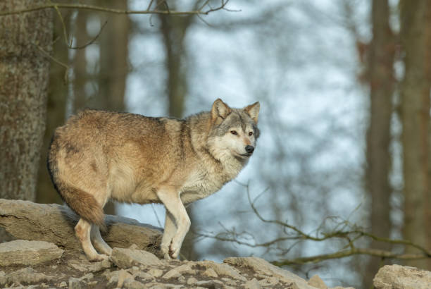 istock Beautiful canadian timberwolf 1370938157