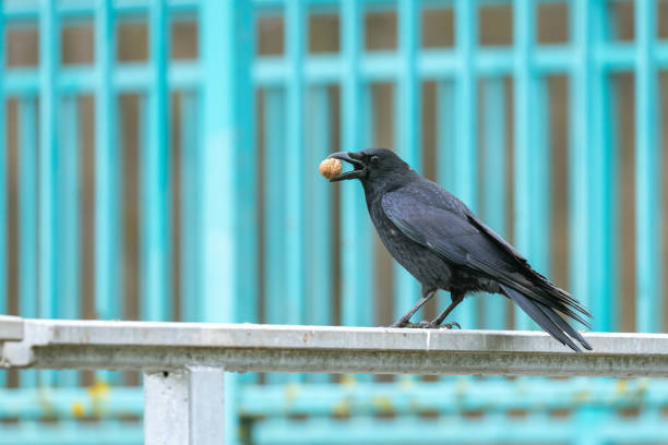 Carrion crow with walnut Carrion crow (Corvus corone) with walnut, standing on a railing. raven corvus corax bird squawking stock pictures, royalty-free photos & images