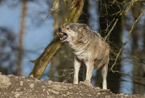 Snarling canadian timberwolf in front of a forest.