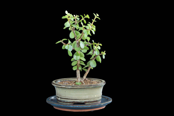 istock Portulacaria afra young bonsai 1370938551