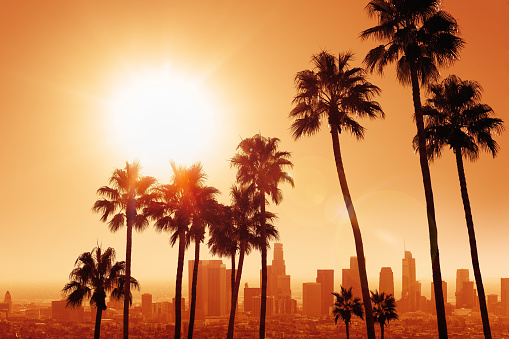 the skyline of los angeles with palm tress during sunrise