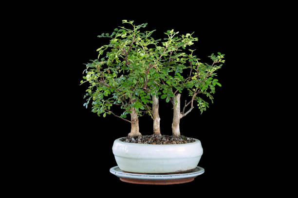 istock Zanthoxylum piperitum bonsai forest 1370938653