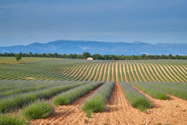 огромное поле рядов лаванды во франции, валенсоль, кот-дазур-альпы-прованс, фиолетовые цветы, зеленые стебли, гребенчатые грядки с парфюмер� - lavender coloured lavender provence alpes cote dazur field стоков�ые фото и изображения