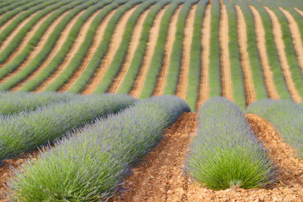 immense champ de rangées de lavande en france, valensole, côte dazur-alpes-provence, fleurs violettes, tiges vertes, lits peignés avec base de parfum, panorama, perspective, arbres et montagnes sont en arrière-plan - provence alpes cote dazur france lavender field photos et images de collection